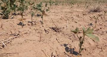 El campo teme que haya otra sequía fuerte que los afecte