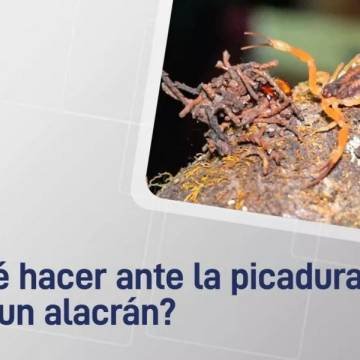 Qué se debe hacer ante la picadura de un alacrán