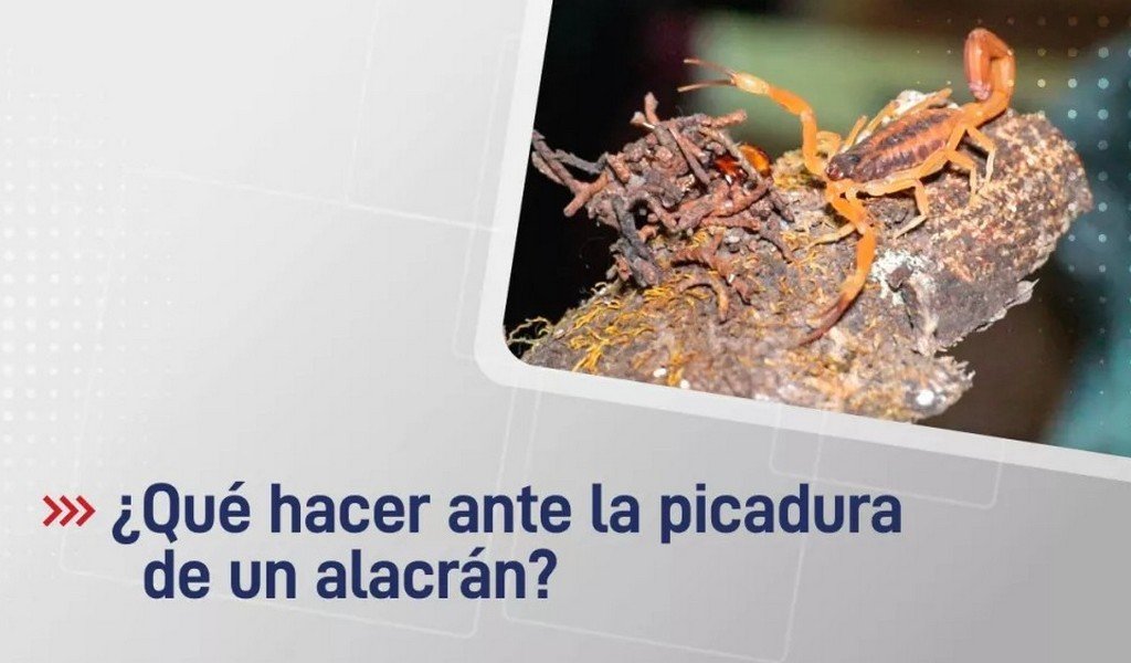 Qué se debe hacer ante la picadura de un alacrán