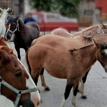 Sancionaron en Salta a más de 500 propietarios que dejaron ganado sueltos en las rutas